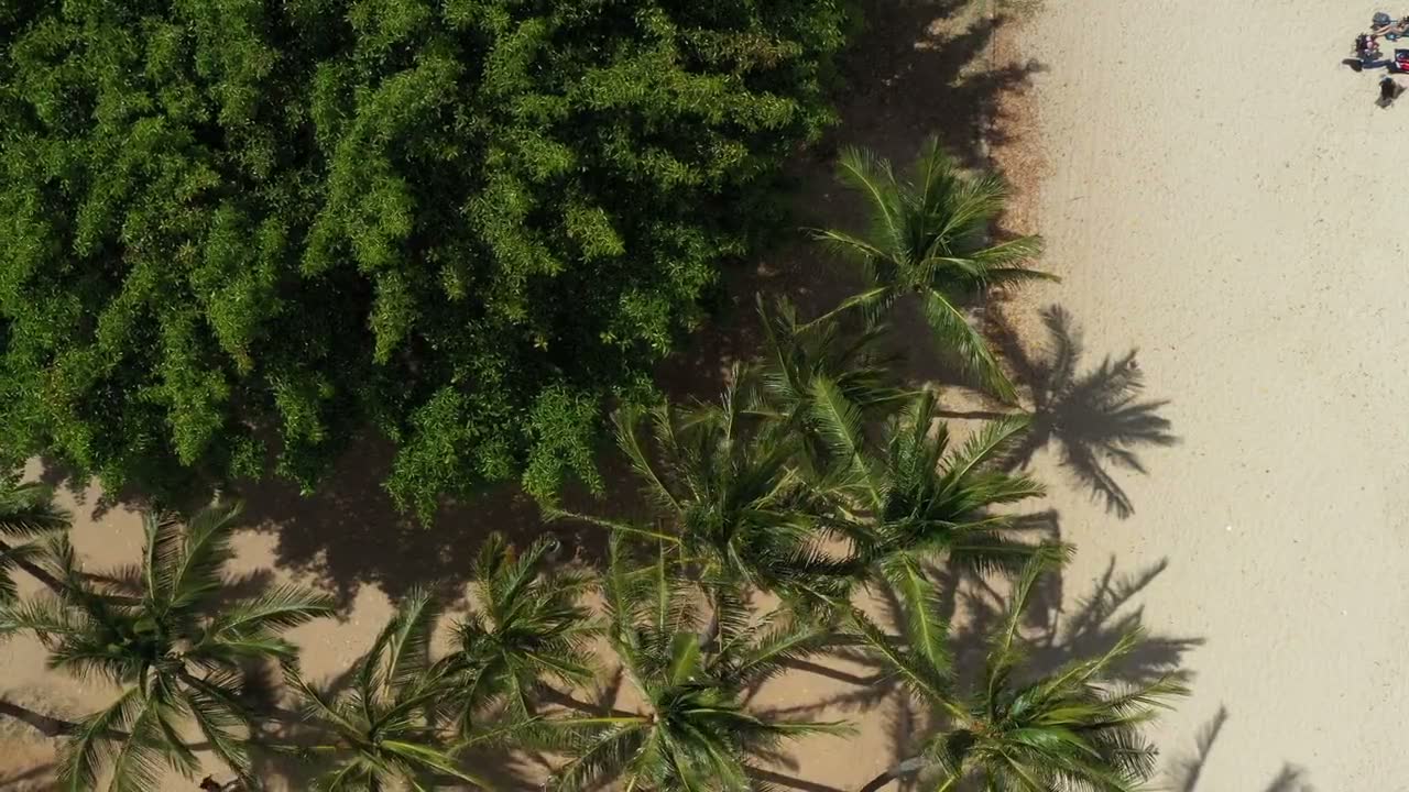 Palm trees and warm sand from above