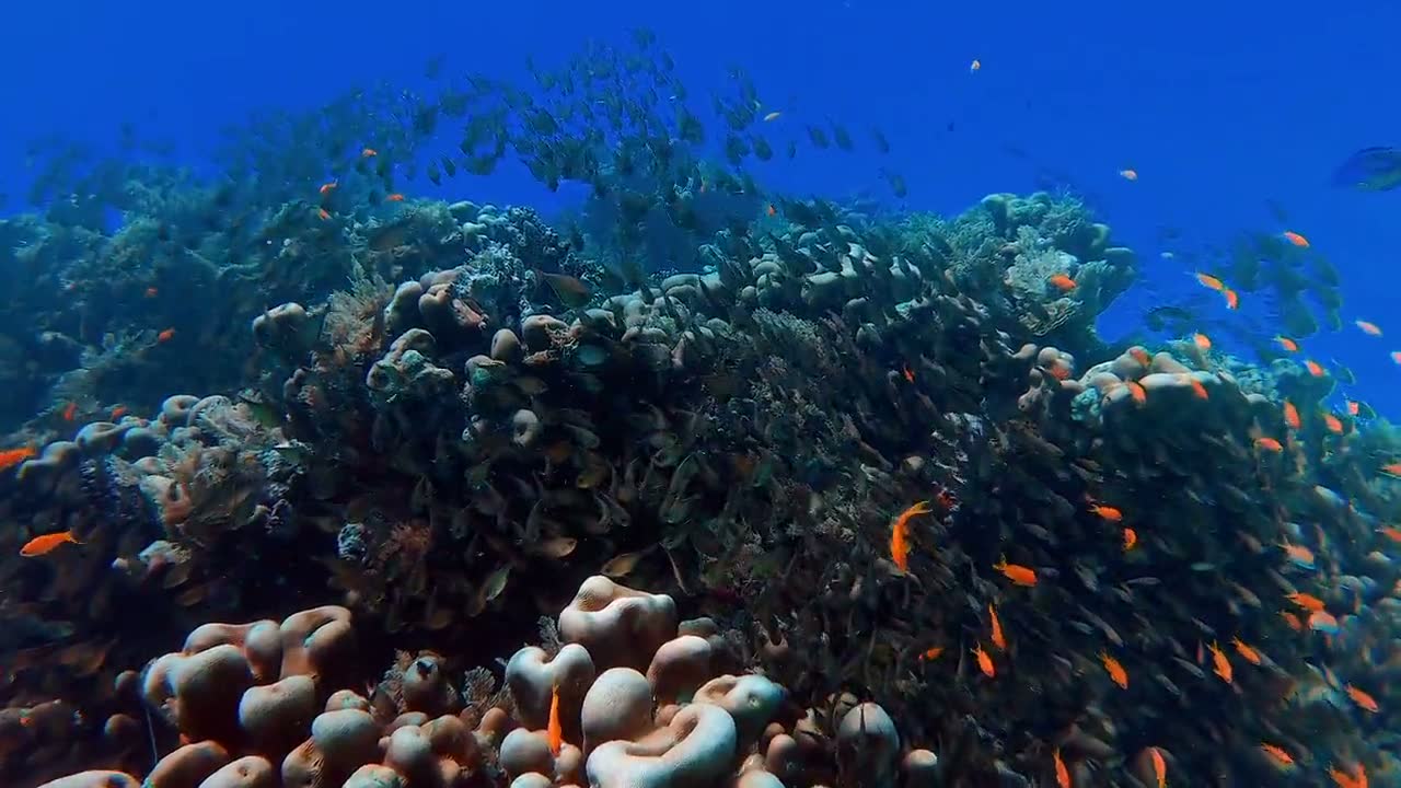 Clouds of tropical fish over a living reef